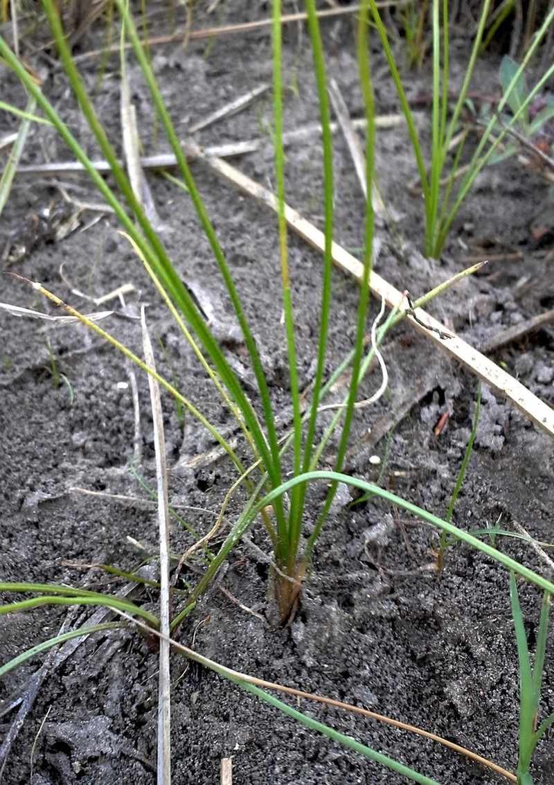 Texas Quillwort photo 4