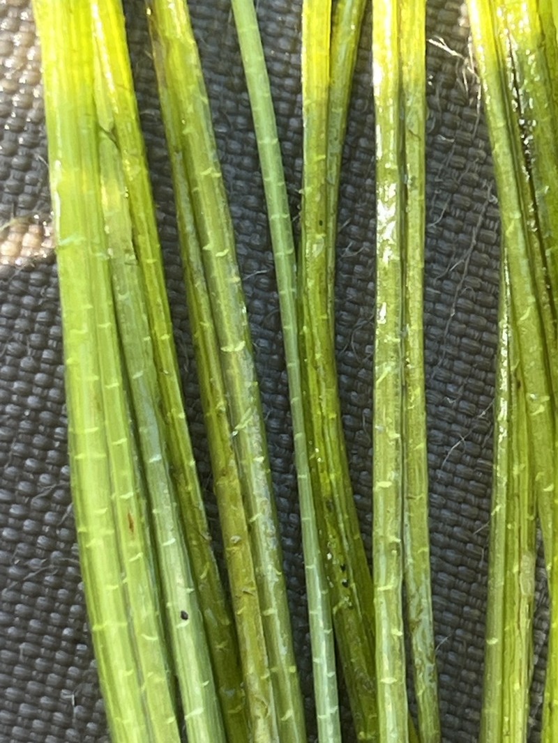 Texas Quillwort photo 5