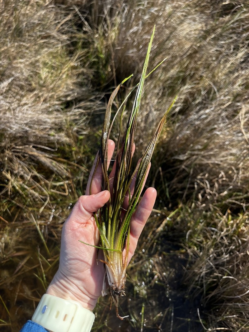Texas Quillwort photo 6