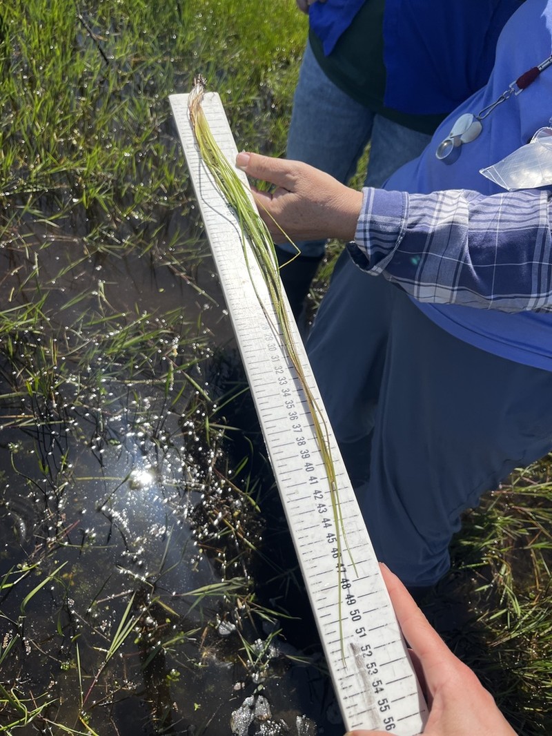 Texas Quillwort photo 7