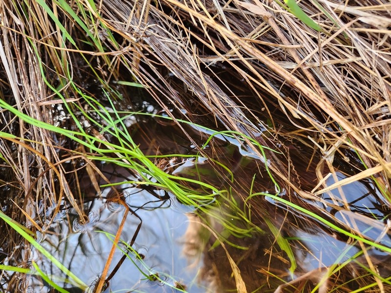 Texas Quillwort photo 8