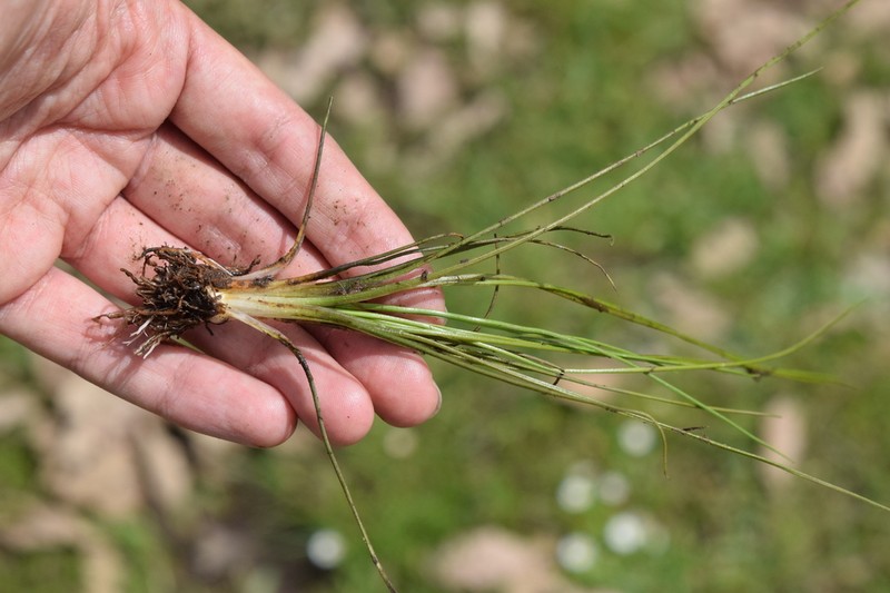 Isoetes tiguliana