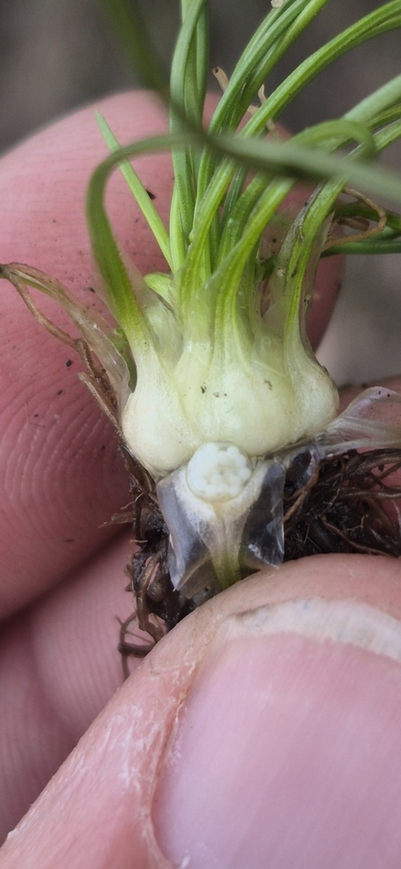 Isoetes toximontana