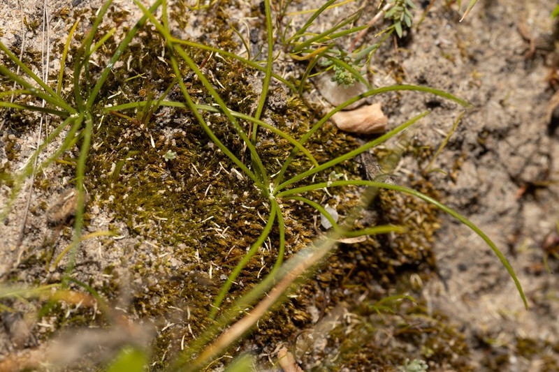 Isoetes toximontana photo 3