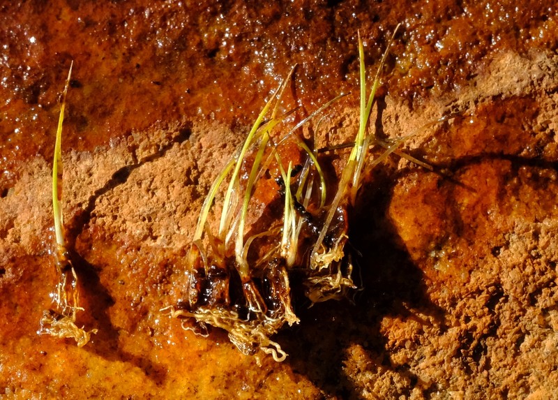 Isoetes toximontana photo 5