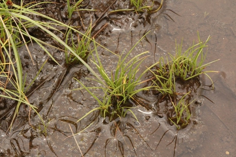 Isoetes transvaalensis photo 2