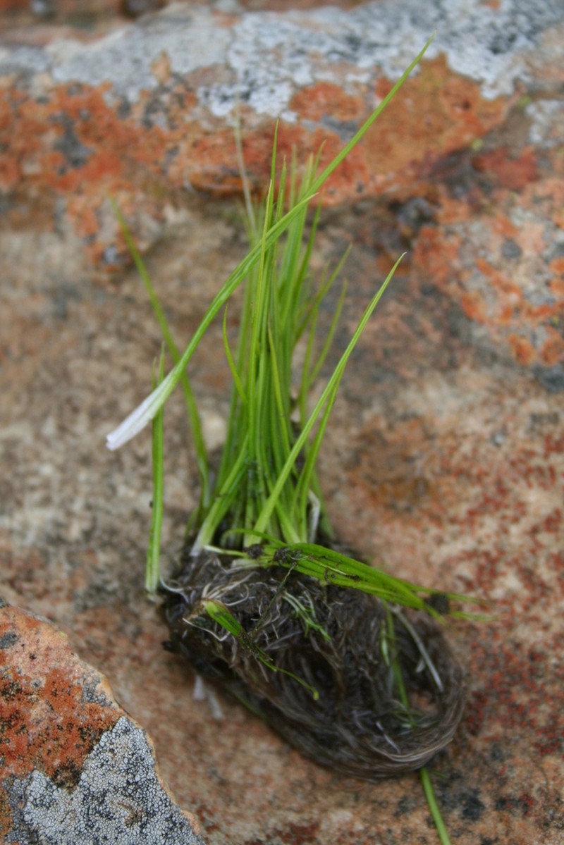 Isoetes transvaalensis photo 3
