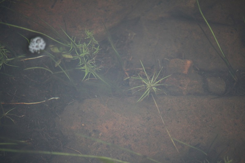 Isoetes transvaalensis photo 5