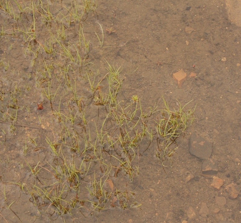 Isoetes transvaalensis photo 6