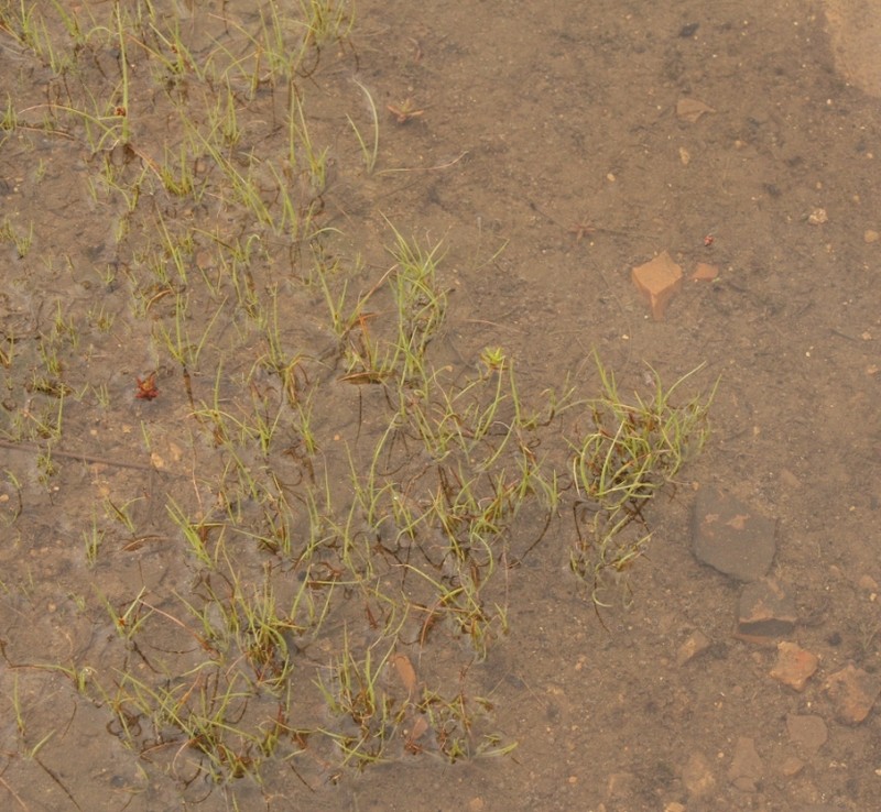 Isoetes transvaalensis photo 7
