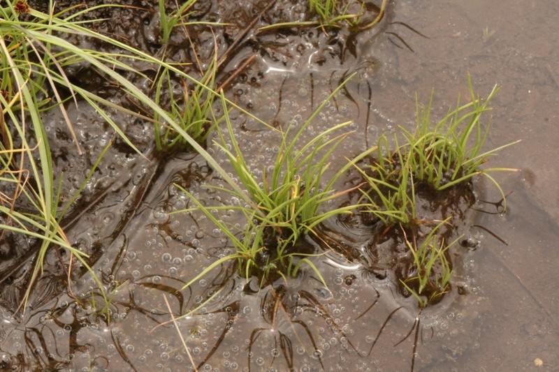 Isoetes transvaalensis photo 8