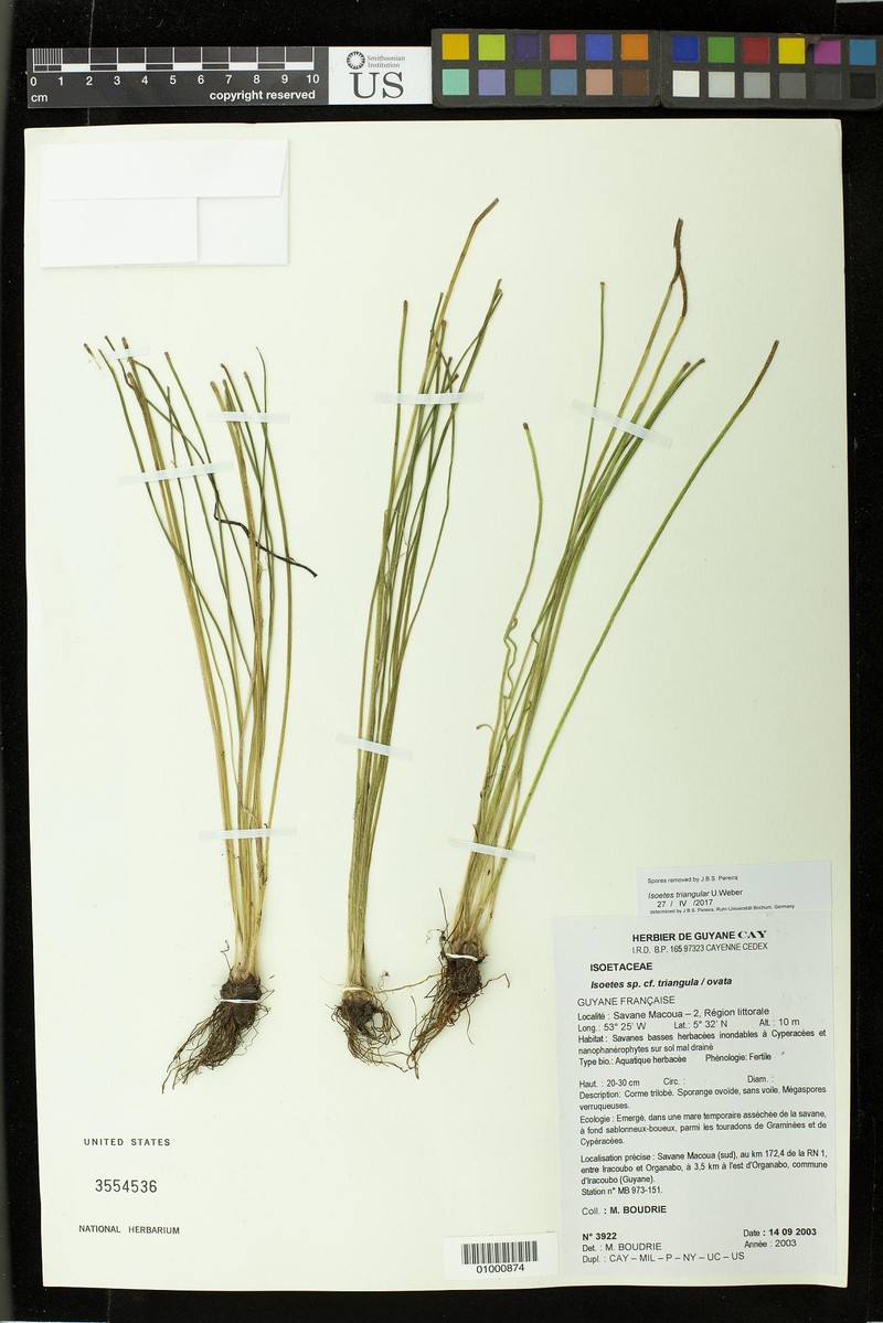 Isoetes triangula