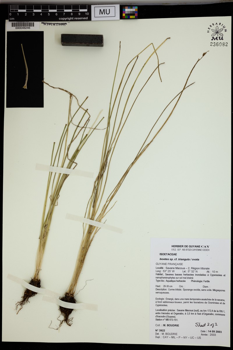 Isoetes triangula photo 2