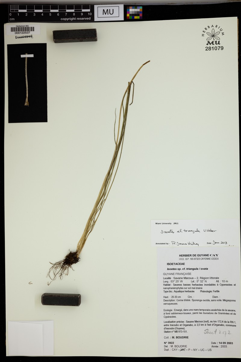 Isoetes triangula photo 3