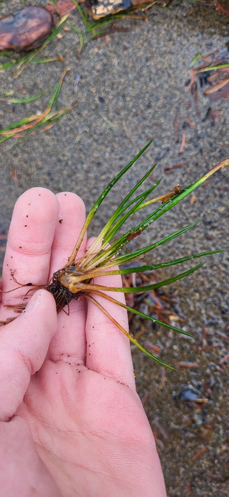 Quillwort