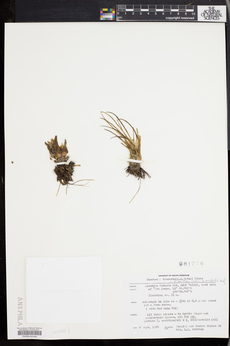 Quillwort photo 3