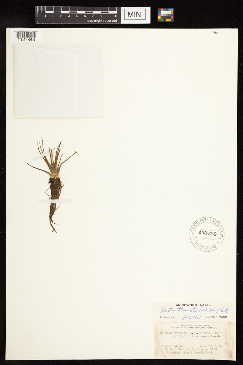 Quillwort photo 4