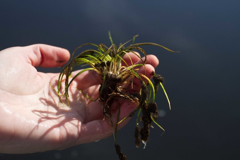 Tuckerman's Quillwort photo 6