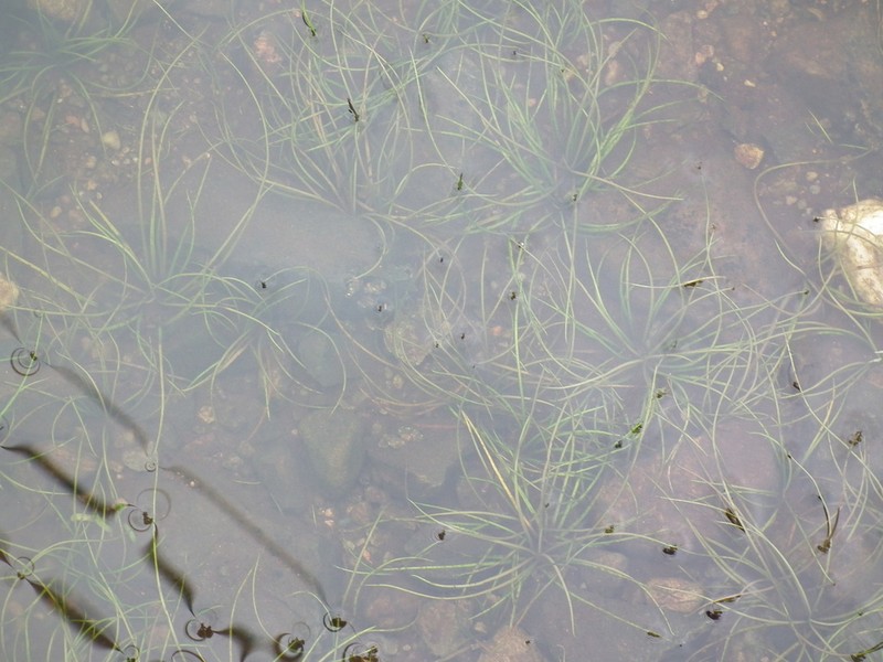 Tuckerman's Quillwort photo 7