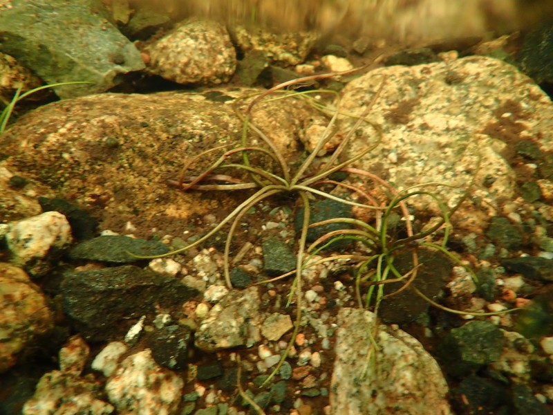 Acadian Quillwort