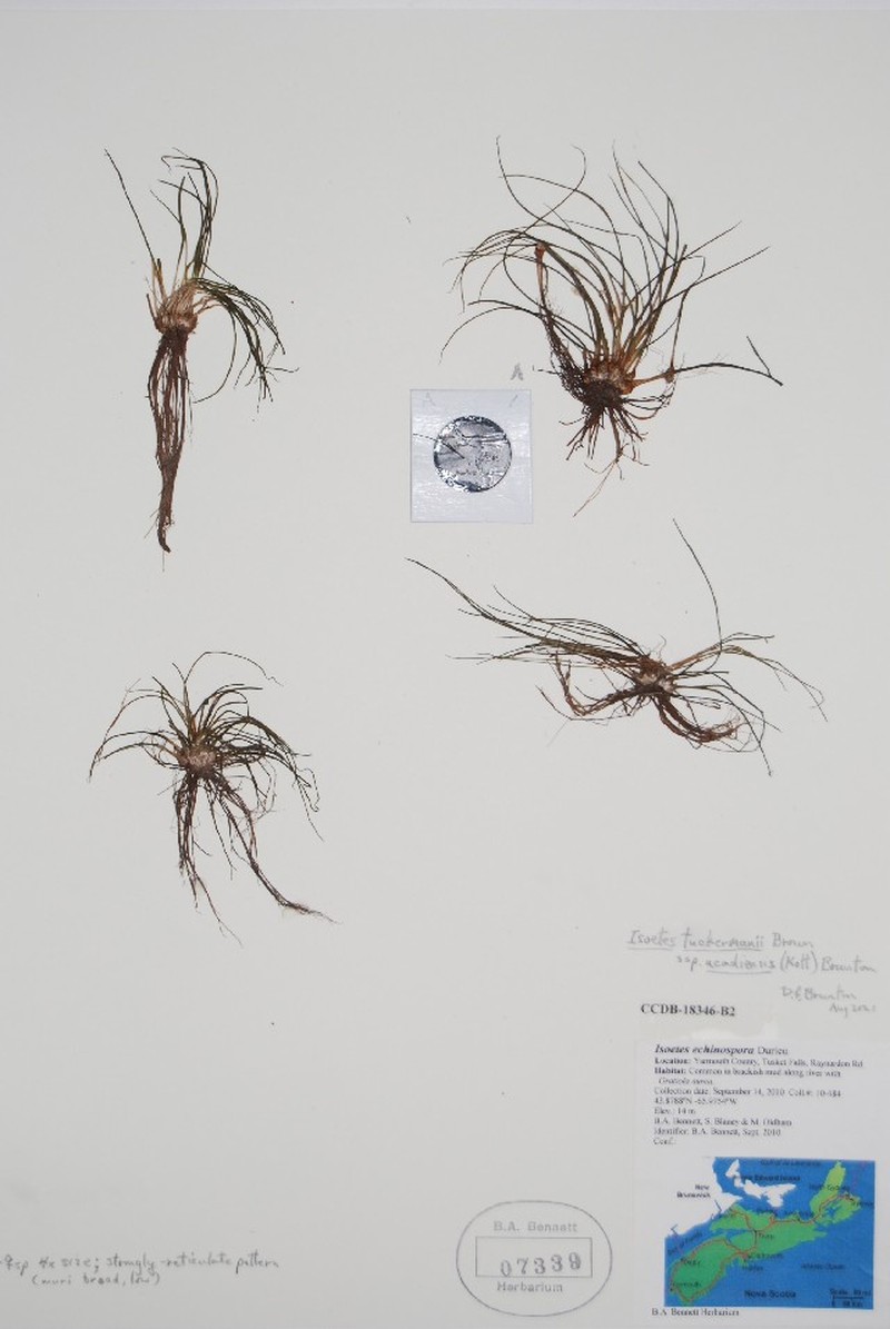 Acadian Quillwort photo 2
