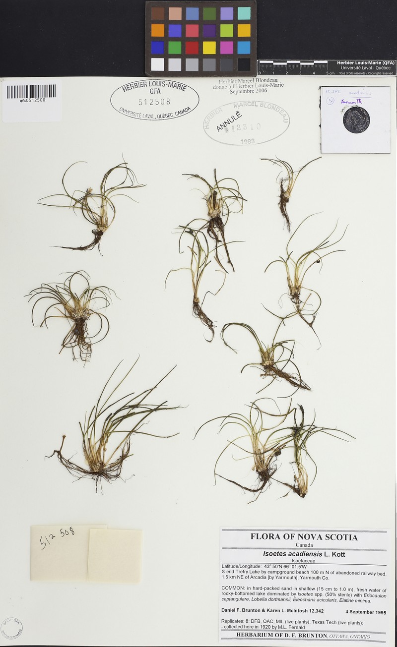 Acadian Quillwort photo 3