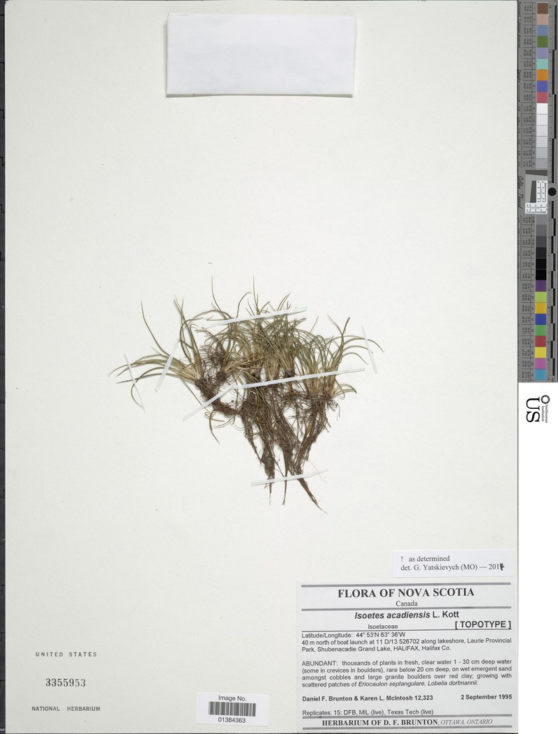Acadian Quillwort photo 4