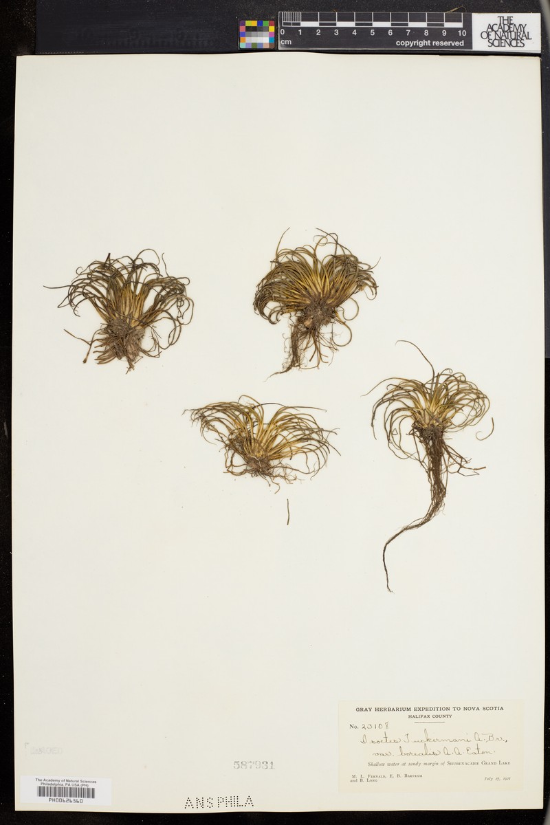 Isoetes tuckermanii subsp. tuckermanii