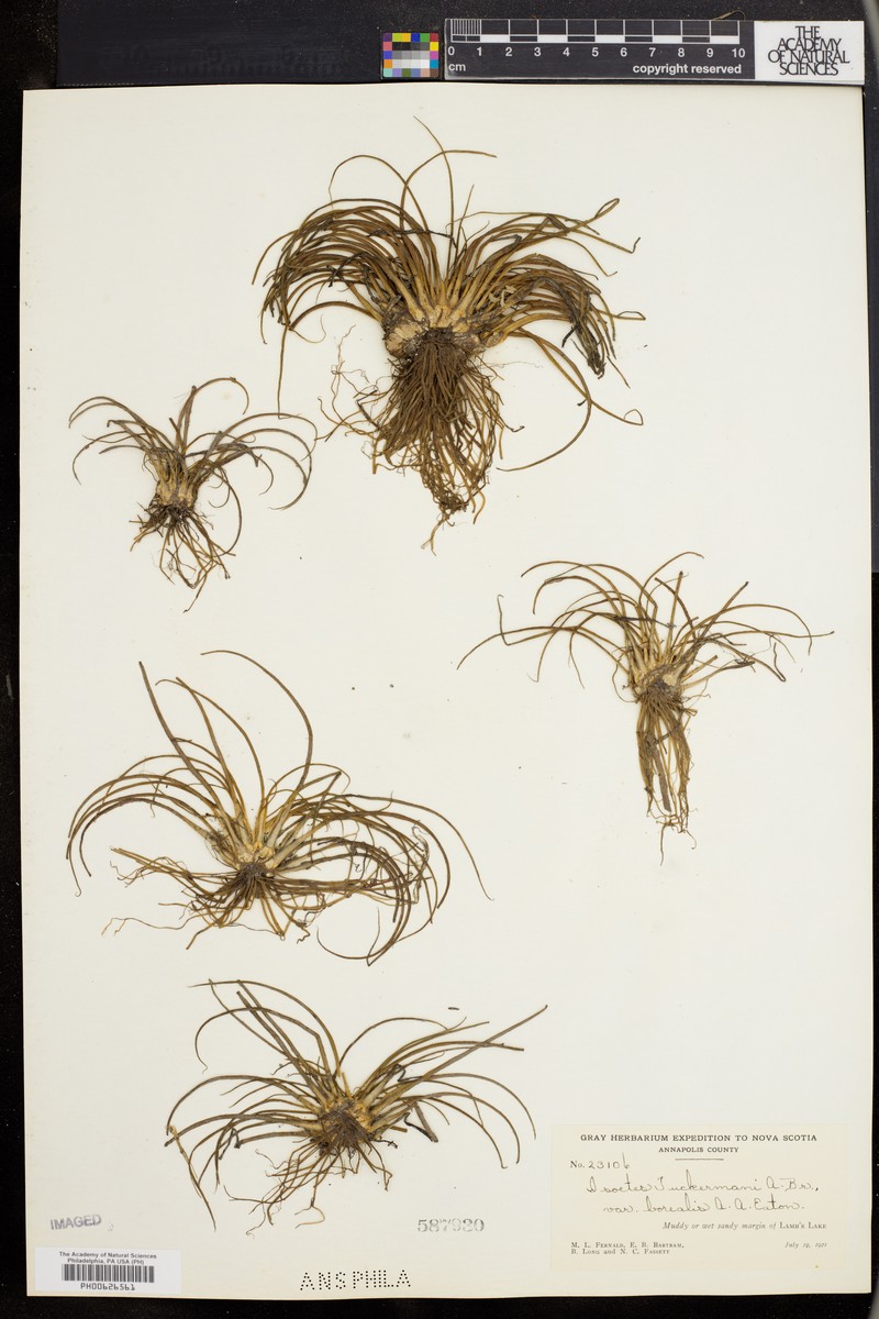 Isoetes tuckermanii subsp. tuckermanii photo 2