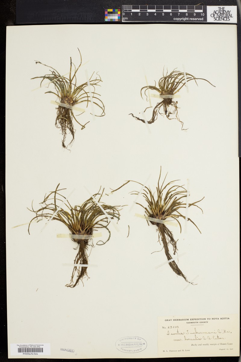 Isoetes tuckermanii subsp. tuckermanii photo 3