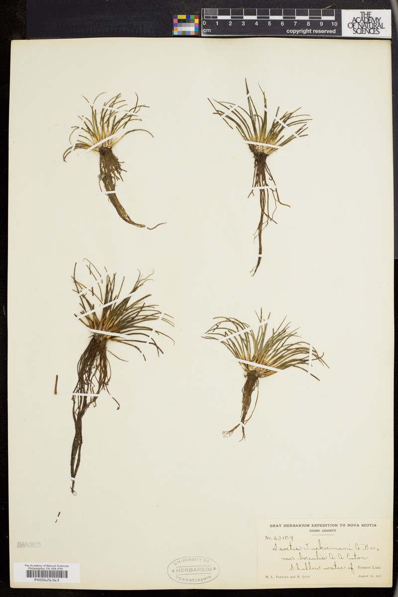 Isoetes tuckermanii subsp. tuckermanii photo 4