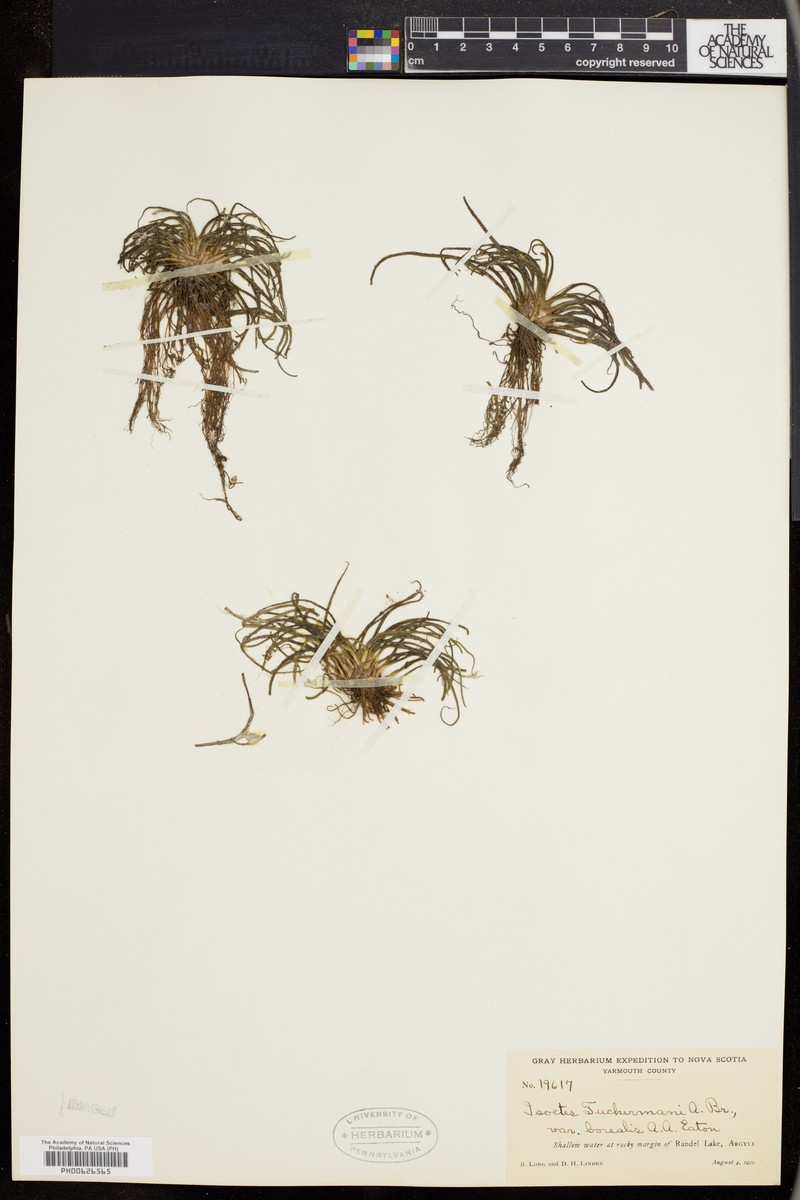 Isoetes tuckermanii subsp. tuckermanii photo 6