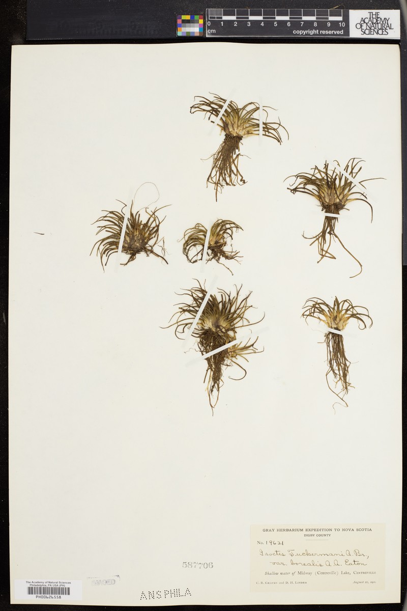 Isoetes tuckermanii subsp. tuckermanii photo 8