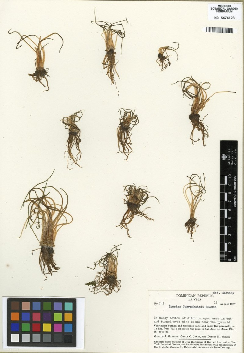 Isoetes tuerckheimii photo 2