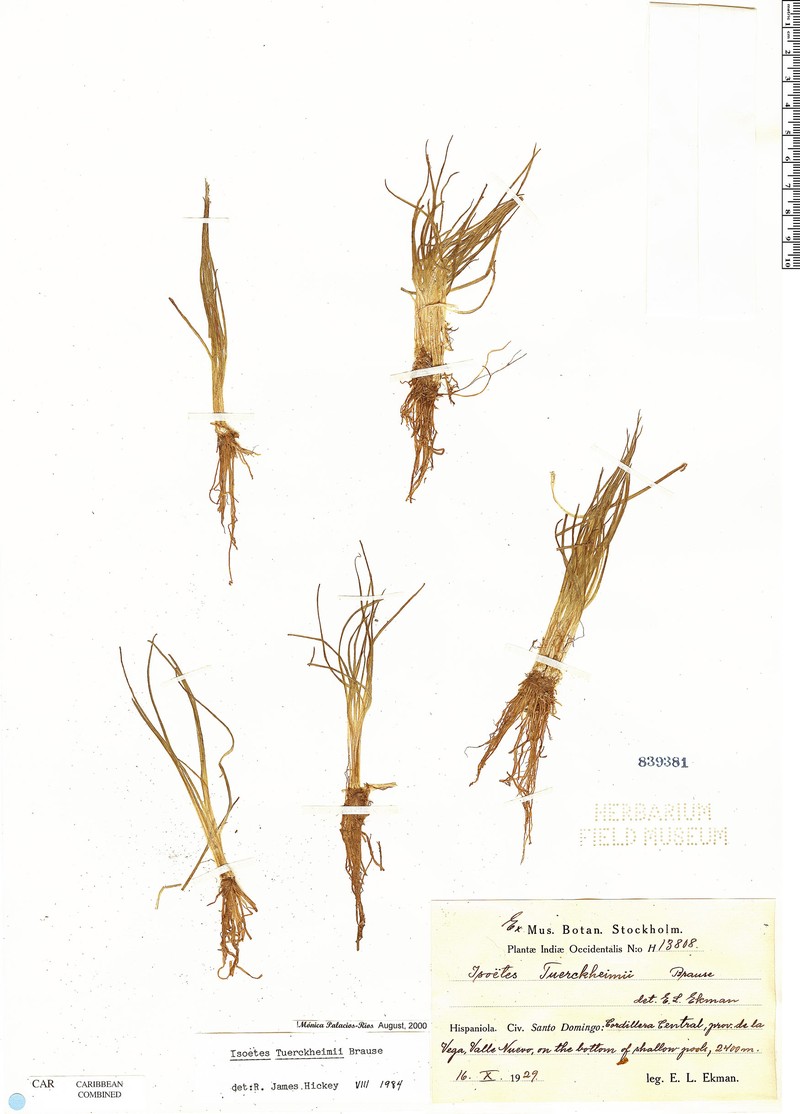 Isoetes tuerckheimii photo 3