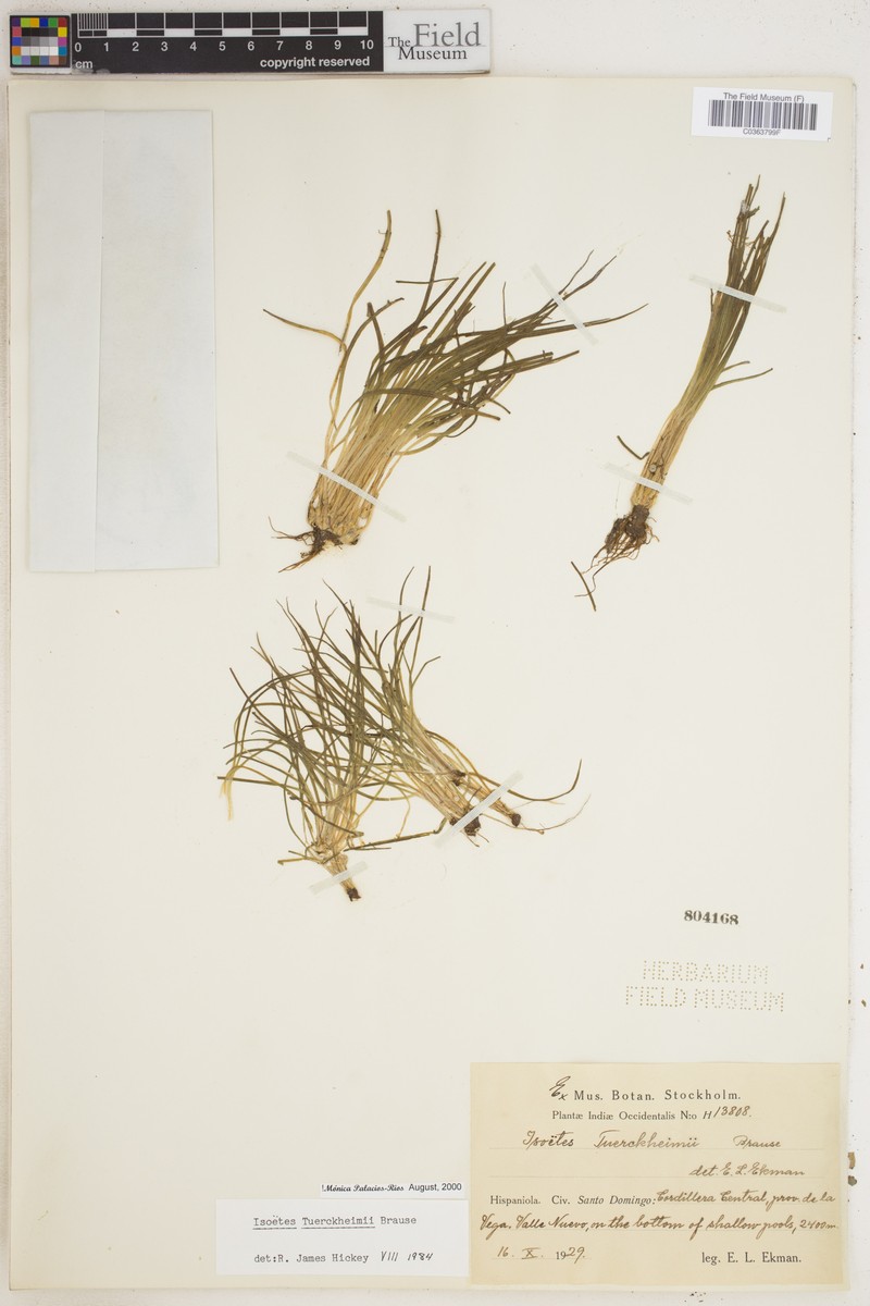 Isoetes tuerckheimii photo 4