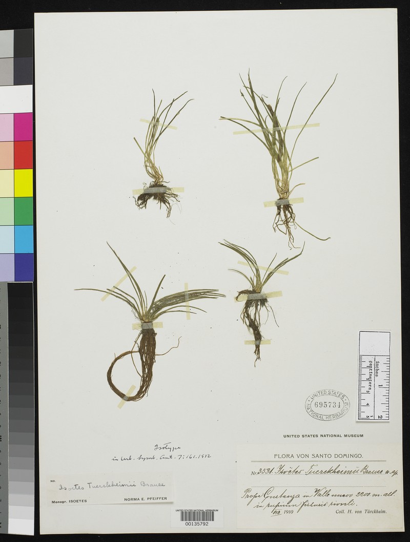 Isoetes tuerckheimii