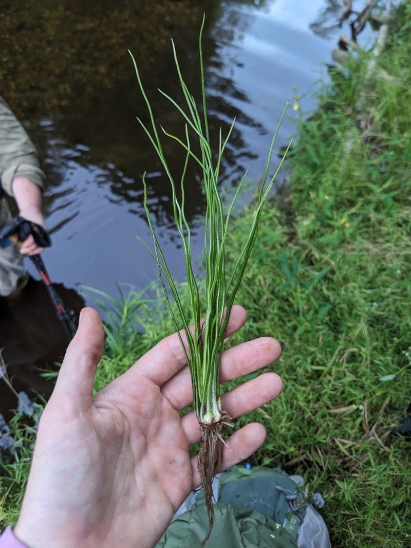 Strong Quillwort