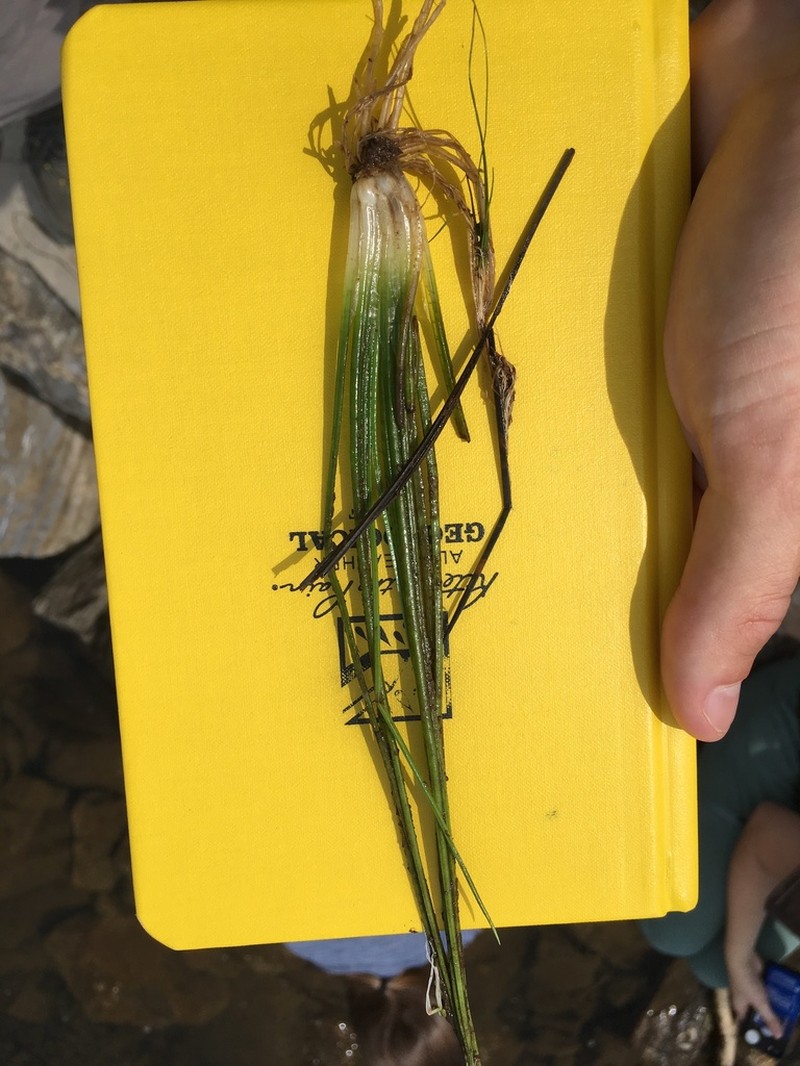Strong Quillwort photo 3