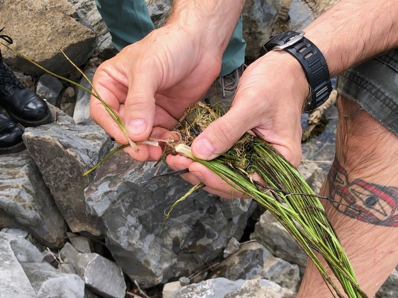 Strong Quillwort photo 4