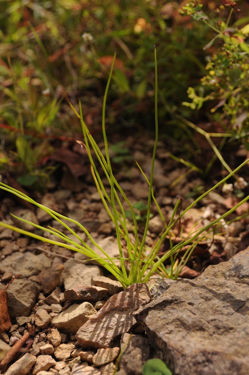 Strong Quillwort photo 5