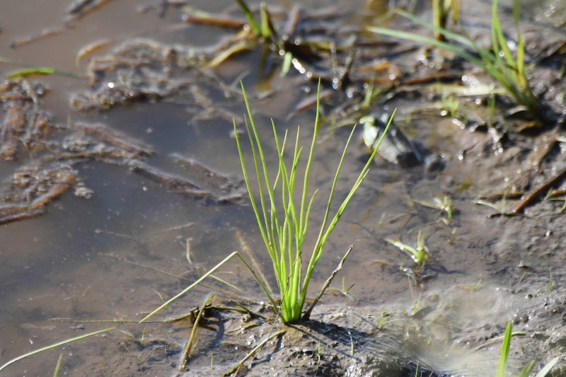 Strong Quillwort photo 6