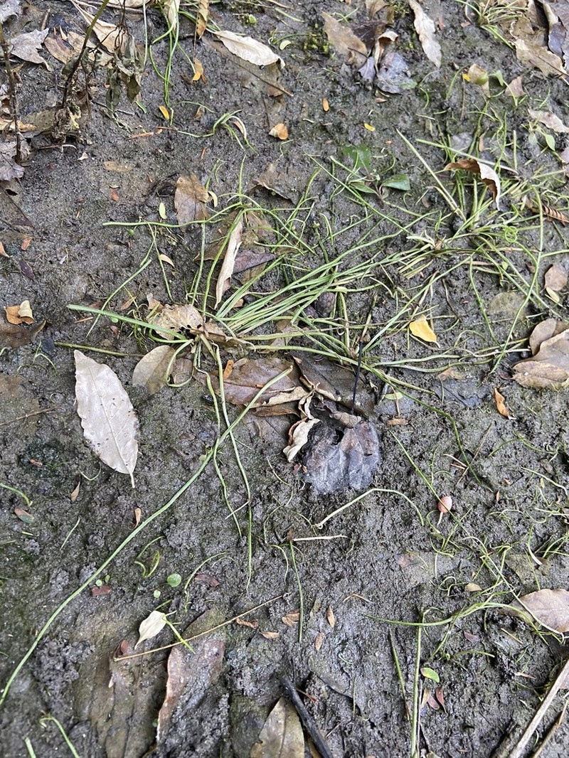 Strong Quillwort photo 7