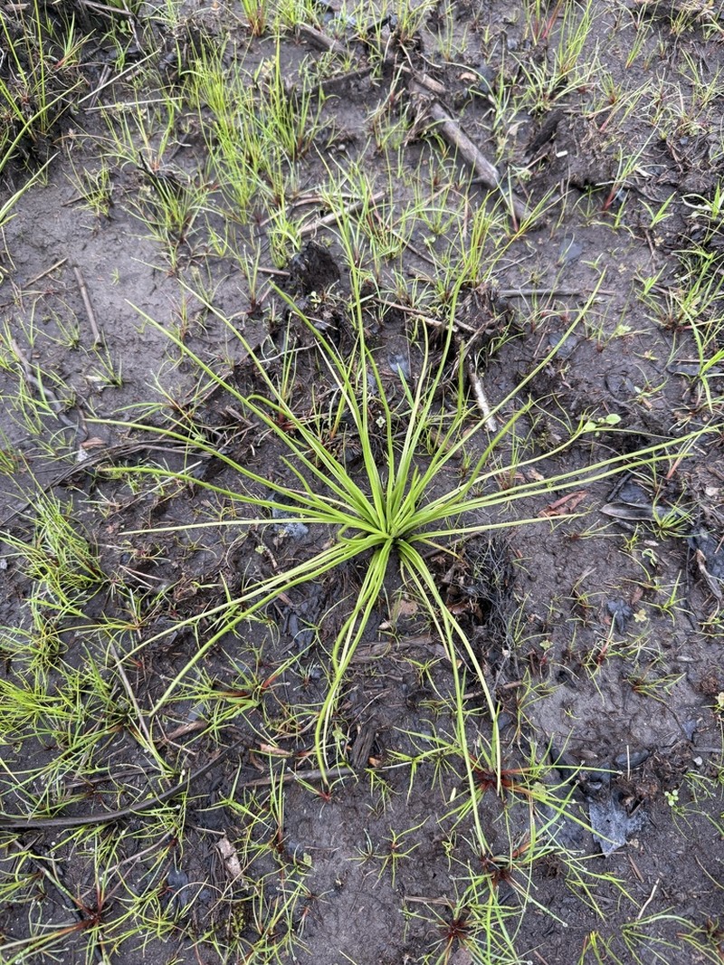Strong Quillwort photo 8