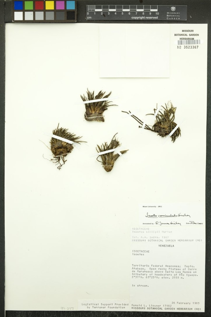 Isoetes vermiculata