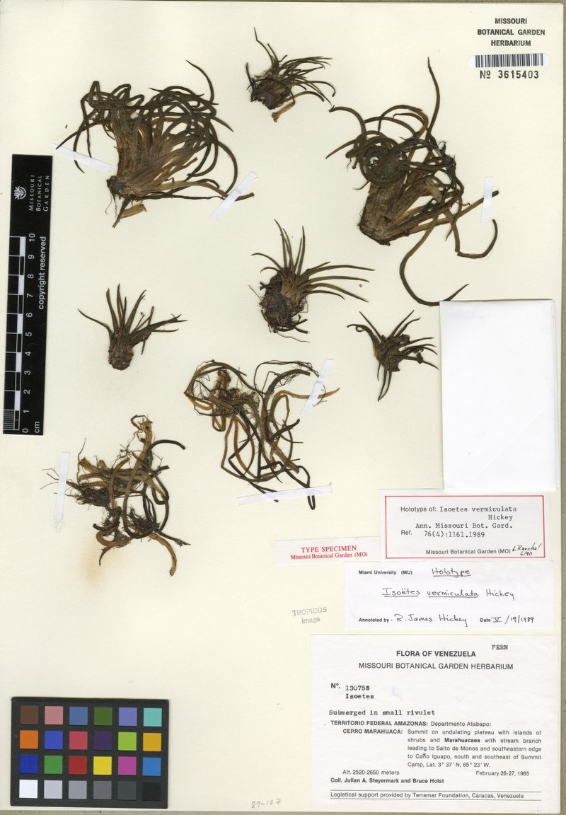 Isoetes vermiculata photo 2