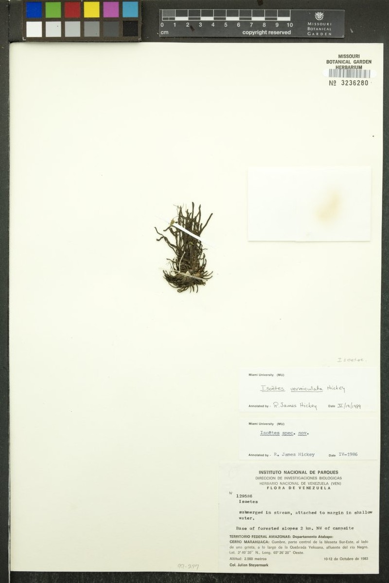 Isoetes vermiculata photo 3