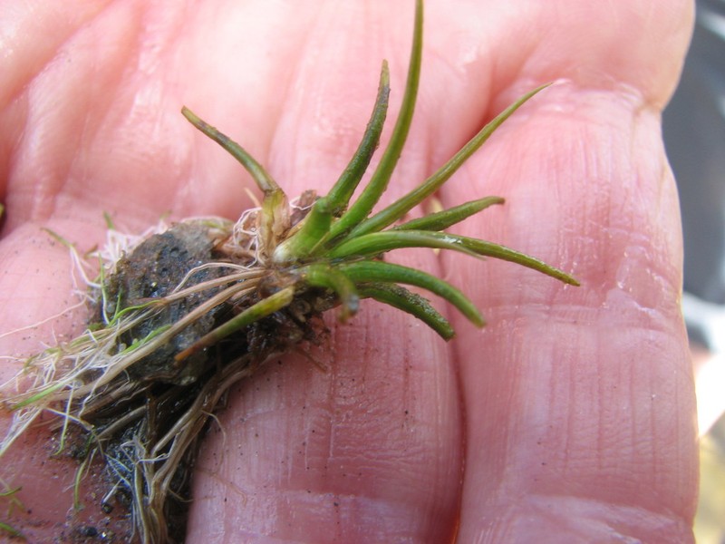 Isoetes viridimontana