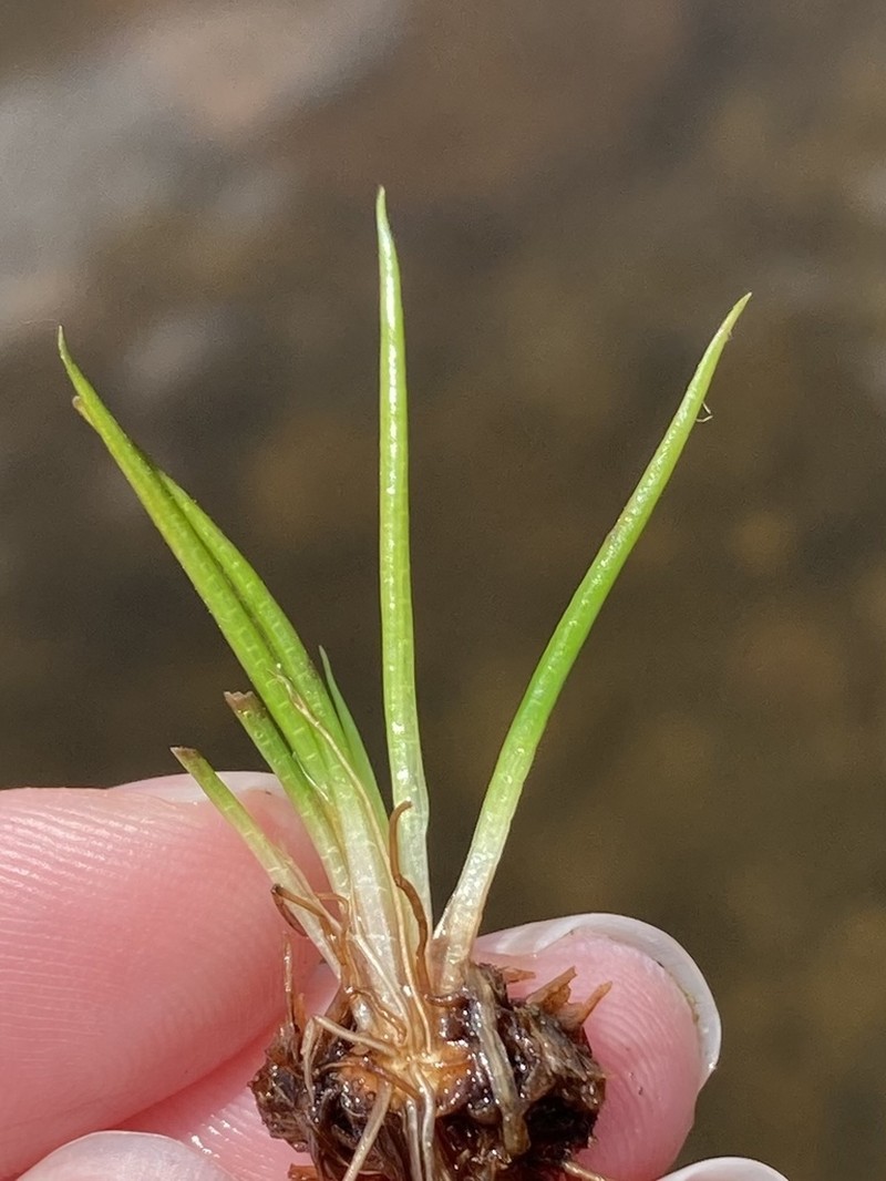 Isoetes viridimontana photo 2