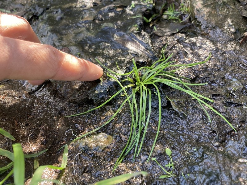 Isoetes weberi